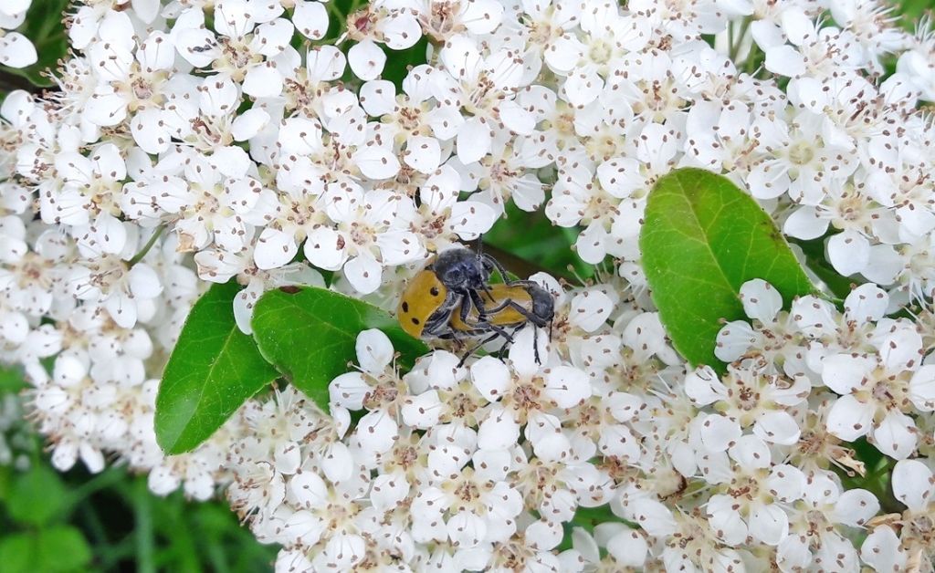 Chrysomelidae: info su Lachnaia spp.